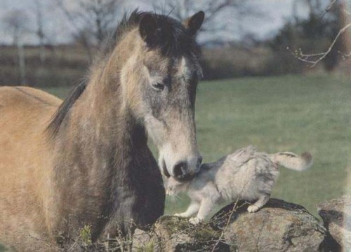 Byke es mi caballo y Chabelu mi gato.
Byke es marrón,se podria decir que alazán tostado claro,y Chabelo es cremello,son unos animales ¡EXELENTES!